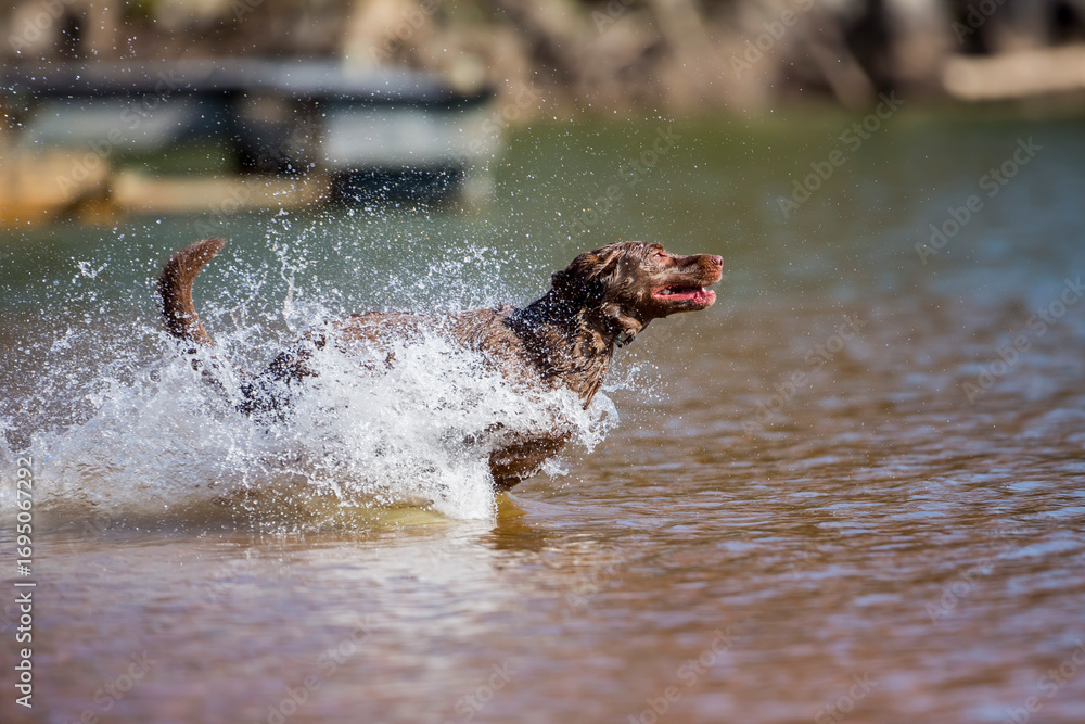Fototapeta premium Training in Action: Chocolate Labrador’s Powerful Lake Retrieve