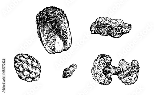 Different types of herbs. Brussels sprouts, Chinese cabbage, broccoli, alcachofa, asparagus on white background. Vector illustration. Ink line draw vector. Drawing engraving illustration