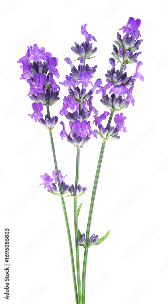 Fototapeta premium Lavender flower sprigs isolated on a white background. Bunch of fresh lavender.