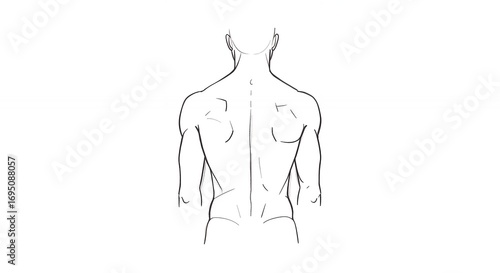 Human torso back view anatomical illustration outline drawing medical concept