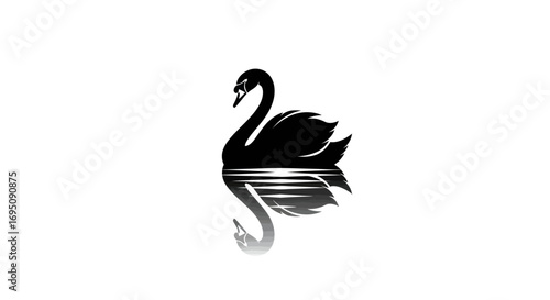 Elegant Black Swan Reflection in Water.