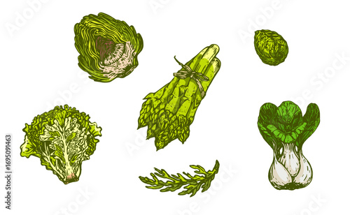 Different types of herbs. Brussels sprouts, Chinese cabbage, broccoli, alcachofa, asparagus on white background. Vector illustration. Ink line draw vector. Drawing engraving illustration