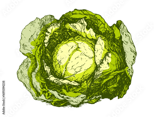 Hand Drawn Green Cabbage Illustration on White Background. Ink line draw vector. Drawing engraving illustration