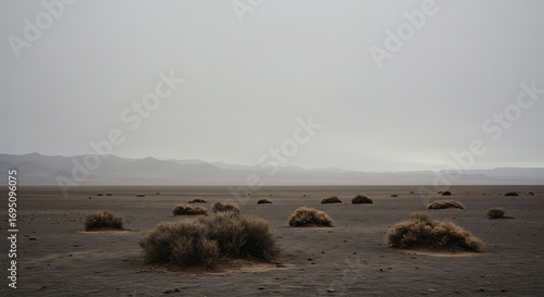 Desert landscape