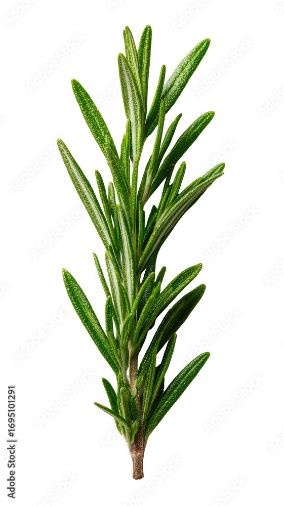 Obraz premium Close-up of a sprig of fresh rosemary. Bright, vibrant green leaves with a slightly lighter central vein. Stem is a lighter shade of green. High-contrast image against a black background