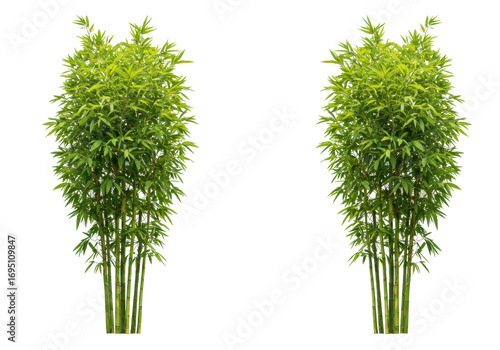 Φωτογραφία Isolated bamboo shrub with vibrant green foliage, a garden element for Asian des