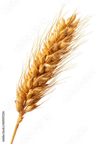 Close-up of a single golden wheat ear