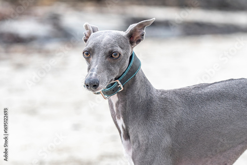 Whippet on the beach in Scotland