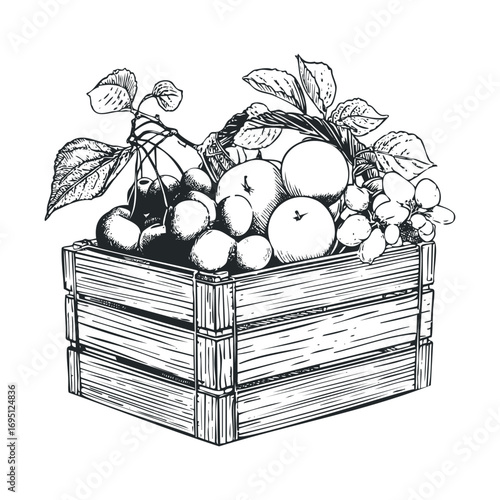Fruit basket illustration for summer harvest designs. Vector hand drawn illustration
