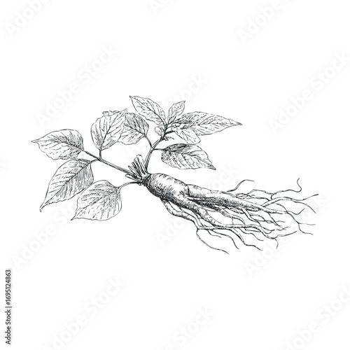 Ginseng plant with roots and leaves for health benefits and wellness. Vector hand drawn illustration