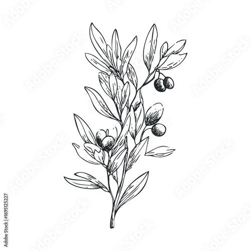 Olive branch with leaves and berries for decorative use or design. Vector hand drawn illustration