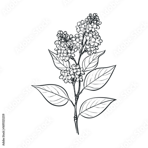 Delicate lilac branch with blooming flowers and green leaves. Vector hand drawn illustration