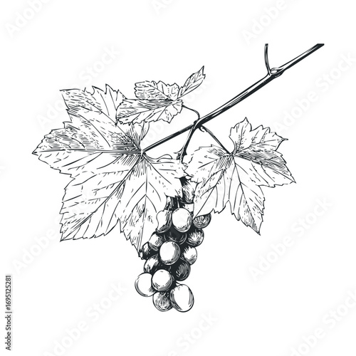 Detailed sketch of grapevine with ripe grapes on the branch. Vector hand drawn illustration