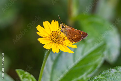 Canvas Print Southern Broken-Dash Butterfly (Polites otho) on a Creeping Oxeye flower (Sphagn