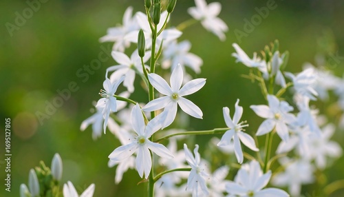 Close-up of delicate white flowers (1)