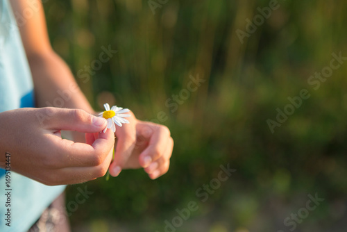 Tablou pe pânză A child pulling petals from daisy in a meadow in the evening sun