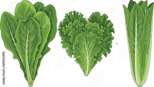 Fresh lettuce illustration, romaine and curly leaf varieties, organic green vegetable, healthy salad ingredient, vegetarian food, natural nutrition, diet concept