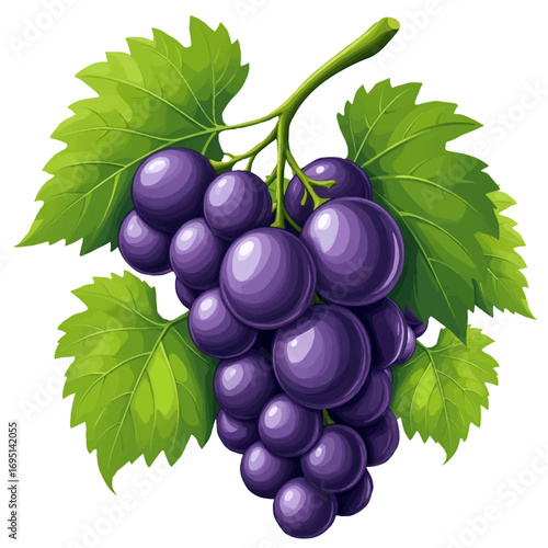 Bunch of dark grapes with leaves. Vector illustration. Summer ripe fruits, isolated on white background. For labels juice, jam, for recipe and cookbook