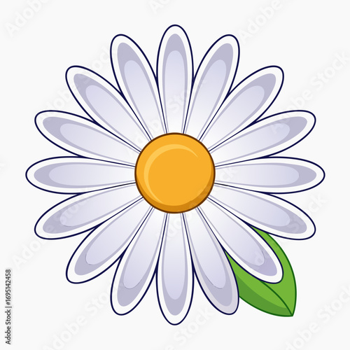 Marguerite daisy flower isolated on white
