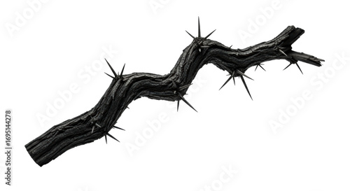An ancient, gnarled, ebony branch with rough, fissured bark and sharp thorns, diagonally on transparent with copy space, concept of natural resilience and stark beauty