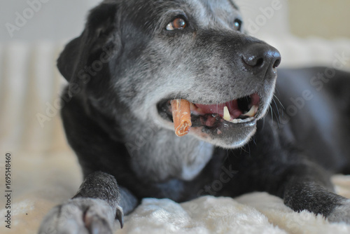 Obraz na plátně An old black Labrador dog chewing a rawhide dog treat while lying on a white blanket
