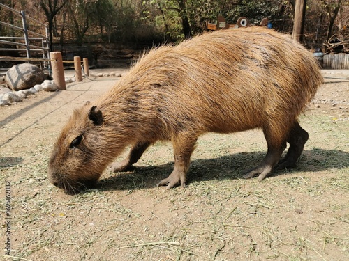 The World's Largest Rodent
