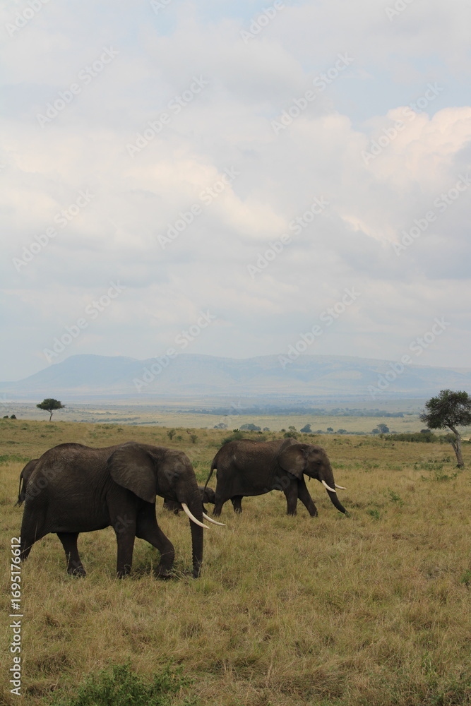 Fototapeta premium Impressionantes elefantes caminhando em grupo pela savana africana durante o pôr do sol, representando poder, união familiar e vida selvagem em seu habitat natural