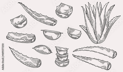 Aloe vera cosmetics hand drawn in engraving style collection. Natural cosmetics ingredient. Sketch plant from package design. Ecology concept in beauty industry.