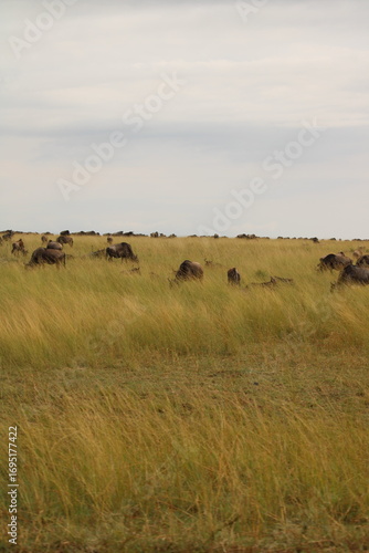 Obraz na plátně aisagem deslumbrante da savana africana ao entardecer, com céu dourado, árvores
