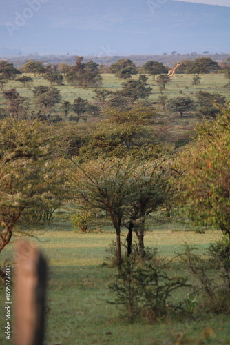 aisagem deslumbrante da savana africana ao entardecer, com céu dourado, árvores isoladas e atmosfera única que retrata a beleza intocada da natureza selvagem