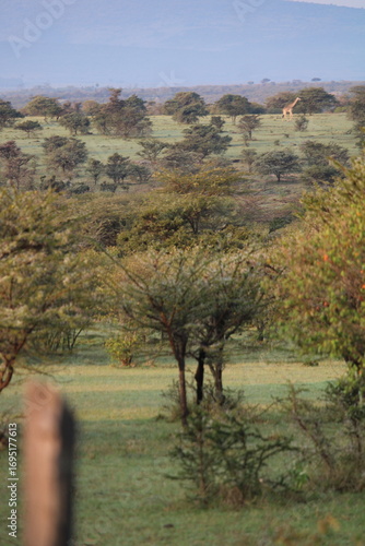 Coloridas aves selvagens em voo e em repouso na savana africana, mostrando plumagens vibrantes, comportamento natural e a liberdade da vida animal em seu habitat