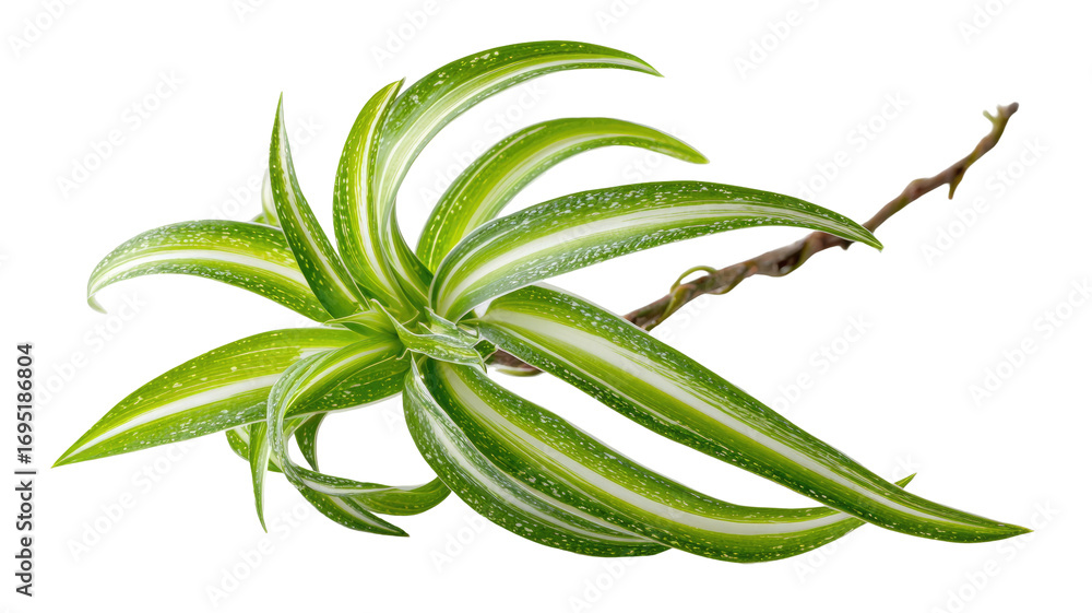 Fototapeta premium A vibrant, radiating plant, with light-green, striped leaves