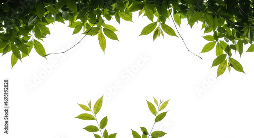 Wallpaper Mural Green leaves frame the top and bottom of the image, isolated on transparent background Torontodigital.ca