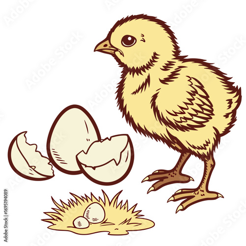 Cute little chick hatched from egg illustration