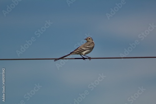 sparrow on a branch bird on the cable against clear sky