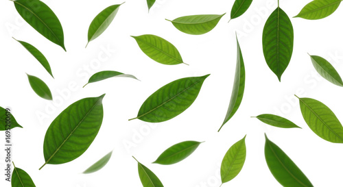 Scattered green leaves on a transparent background, representing nature, growth, and freshness