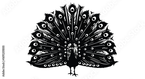 Elegant peacock displaying its vibrant, fanned tail feathers in a striking black and white silhouette.