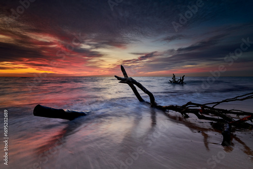Driftwood in Moody Evening Light at the Coast Weststrand