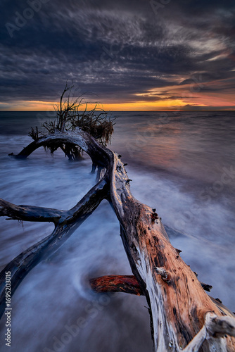 Driftwood in Moody Evening Light at the Coast Weststrand