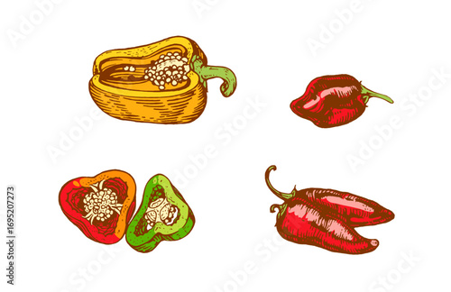 Hand drawn colorful bell peppers and chili peppers. Vintage vegetable illustration isolated on white background