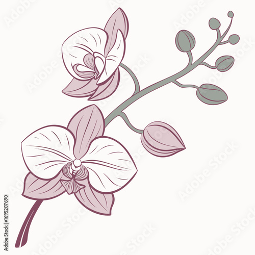 Illustration of an orchid flower