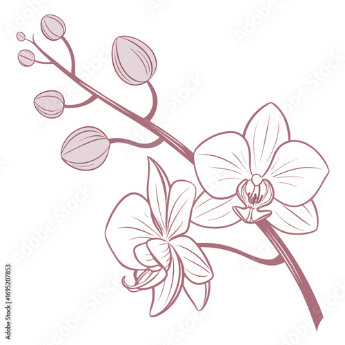 Illustration of an orchid flower