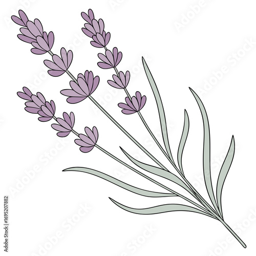 Illustration of lavender flowers
