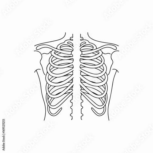 Minimalist rib cage anatomy illustration on white backdrop, simple rib cage structure is clearly shown in line art. Rib cage includes sternum, ribs, and spine,