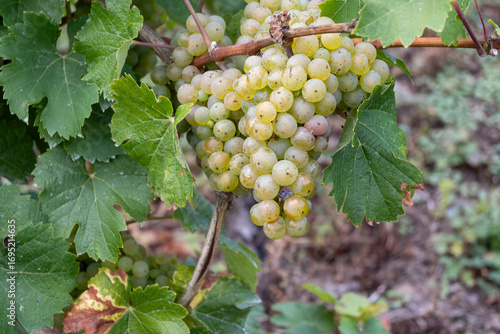 Wallpaper Mural Vineyards with ripe white Riesling grapes, rows of plants, harvest time in Calmont wine making region with steepest vineyard in Europe on Moselle river valley, Germany Torontodigital.ca