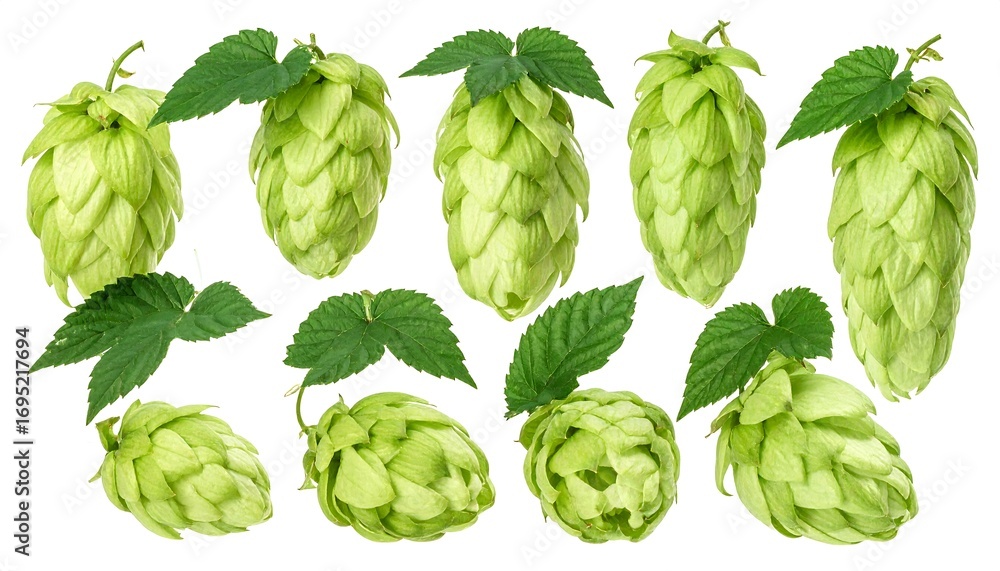 Fototapeta premium Fresh green hop cones and leaves