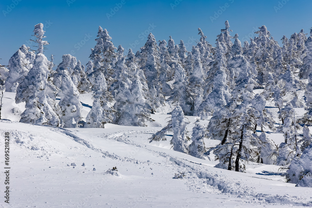 Fototapeta premium Pristine winter landscape with deep snow and frosted trees under clear blue sky.