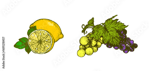 Hand drawn lemon and grape bunch. Colorful fruit illustration isolated on white background