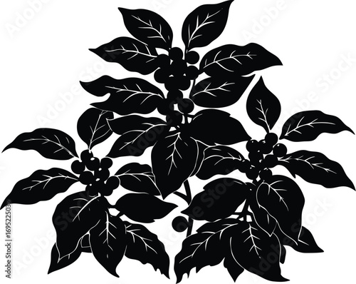 Coffee Bush Silhouette | Coffee Plant Bush Silhouette