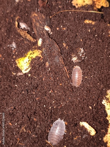 Porcellio es un género de crustáceos terrestres conocidos como cochinillas de humedad, que se alimentan de materia orgánica en descomposición y ayudan al reciclaje del suelo.